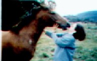 Pferd