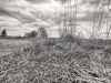 jvw_0712-moos_hdr1-sw