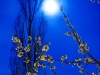 jvw_1542_fruehlingsmondblueten-tagged-no-frame