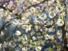 jvw_1553-bluetenbaum