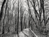 jvw_0884-waldweg-hdr1-pc-sws