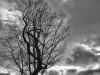 img_0104-baum-mit-wolken-hdr