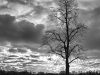 img_0113_baum-mit-wolken-hdr